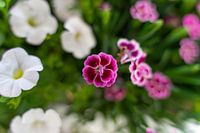 Bokeh Bloem