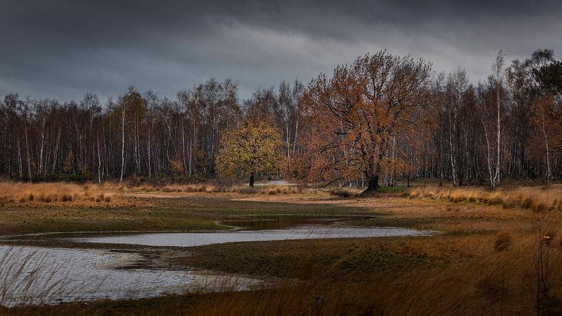 Rauwe Vennen, De Moer, Huis ter Heide by Patrick Rosenthal