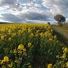 Rapsfeld mit Baum im Frühling bei Bad Neustadt von Martin Flechsig