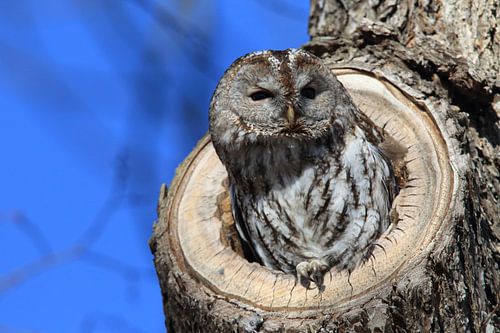 Bosuil (Strix aluco) in een holle boomstronk Duitsland