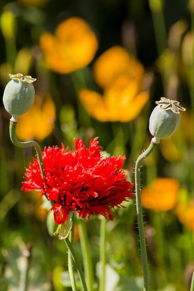 Klaproos - Papaver par Ilse Schoneveld