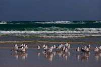 seagulls at the beach, Portugal