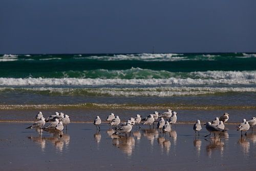 meeuwen op het strand, Portugal