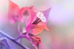 Bougainvillea