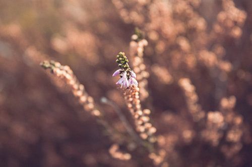 Mushrooms by Autumn morning