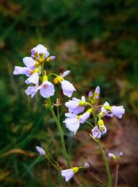 Pfingstblumen von Bart Verdijk