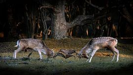 Zwei kämpfende Deppen in der Brunftzeit.