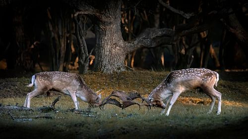 Twee vechtende damerten in de bronsttijd.
