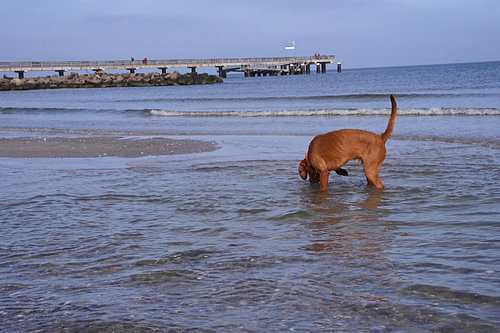Waterspelletjes aan de Baltische Zee met een Magyar Vizsla.