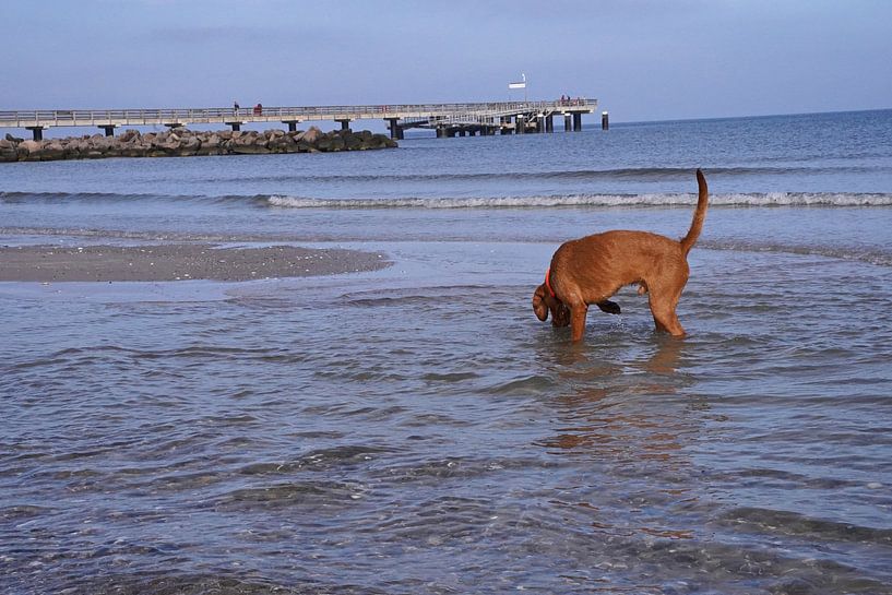 Water games at the Baltic Sea with a Magyar Vizsla. by Babetts Bildergalerie