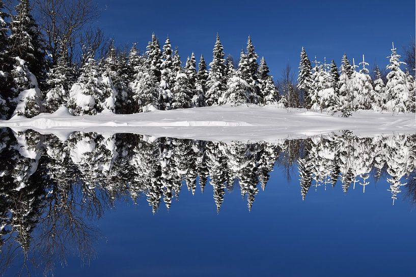 A snowy pine forest by Claude Laprise