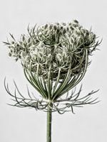 Wortelbloem I