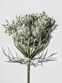 Wild carrot by Jessica Berendsen