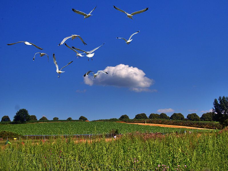 Wolken en meeuwen van Edgar Schermaul