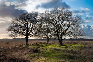 Drenthe, Doldersummerveld, Pays-Bas sur Ronald Harmsen