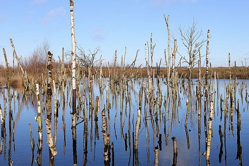 Drowned birches