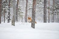 Vos in de sneeuw, Vulpes vulpes van Gert Hilbink thumbnail