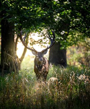 cerf rouge sur Andy van der Steen - Fotografie