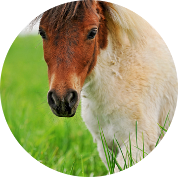 Pony poster van Atelier Liesjes