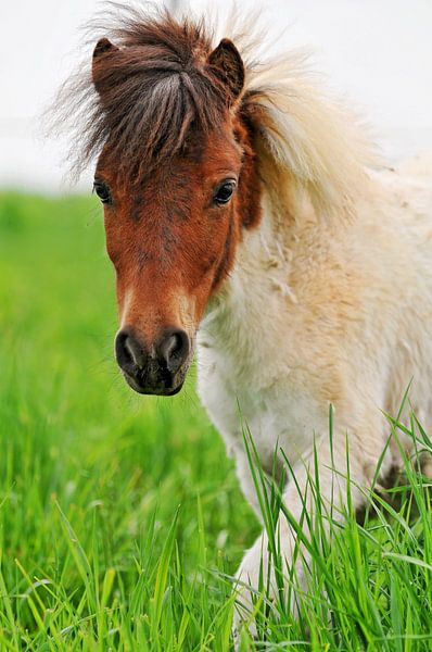 Affiche poney par Atelier Liesjes