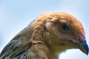 Young Brahma buff columbia. by Jolanda de Jong-Jansen