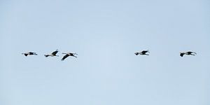 Kranichvögel, die während des Herbstzuges in der Luft fliegen