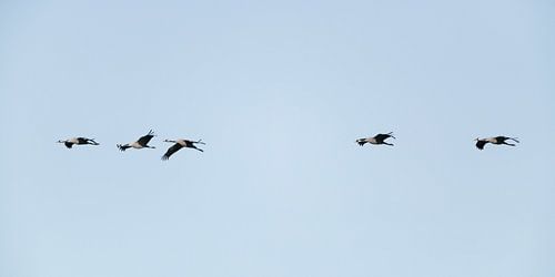 Kraanvogels vliegen in de lucht tijdens de herfstmigratie