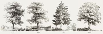 Antique Tree ,eikenboom tekening