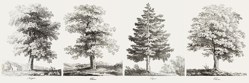 Antiker Baum , Eichenbaum Zeichnung von finemasterpiece