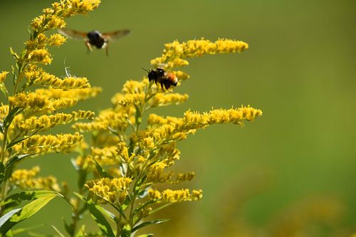 Insekten auf einem Feld