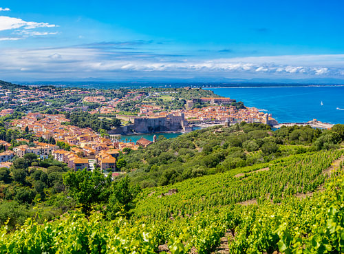 Vue sur la ville au bord de la Méditerranée depuis un vignoble, Collioure, Pyrénées-Orientales, Fran