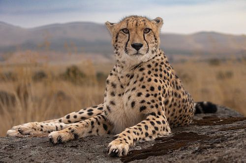 Resting cheetah