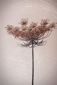 Wild carrot sur Martine Affre Eisenlohr