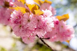 Cherry blossom by Dieter Walther