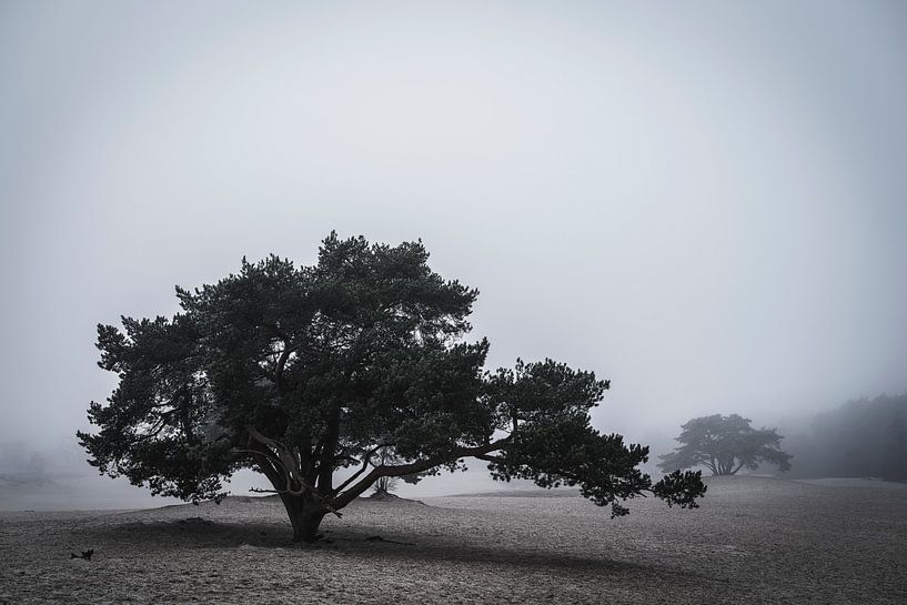 Soesterduinen by Eddy Westdijk