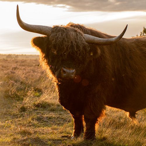 Highlander écossais sur la Veluwe au coucher du soleil