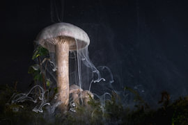 Pilzwelten XIV von Jürgen Schmittdiel Photography