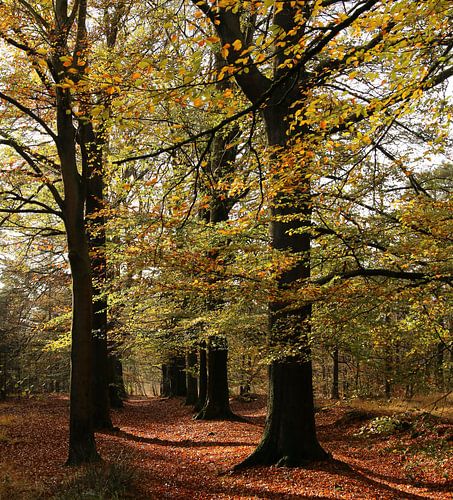 Beech avenue at Beetsterzwaag