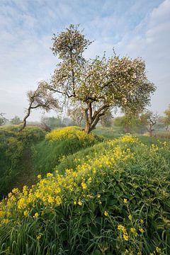 Les lignes de printemps dans les tranchées