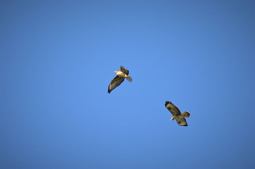 Buizerd in vogelvlucht van Lisanne Rodenburg