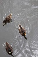 All the ducks are swimming in the water