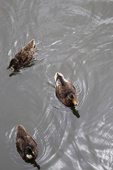 Alle Enten schwimmen im Wasser