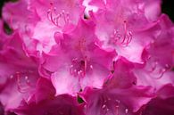 Purple rhododendron flower, close up, Germany by Torsten Krüger thumbnail