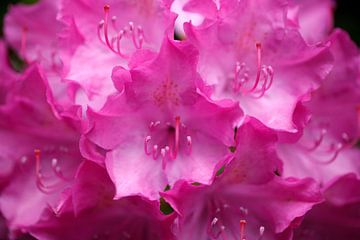 Paarse Rhododendron bloem, Close-up, Duitsland van Torsten Krüger