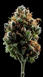 Weed Top von MNS Designs