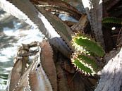 Cactus van Adrie Berg thumbnail