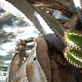 Cactus van Adrie Berg