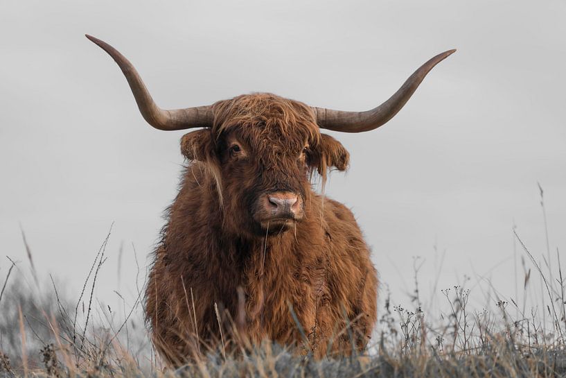 Verträumter schottischer Highlander von Ans Bastiaanssen
