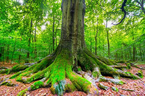 Oude eik in Noord-Holland