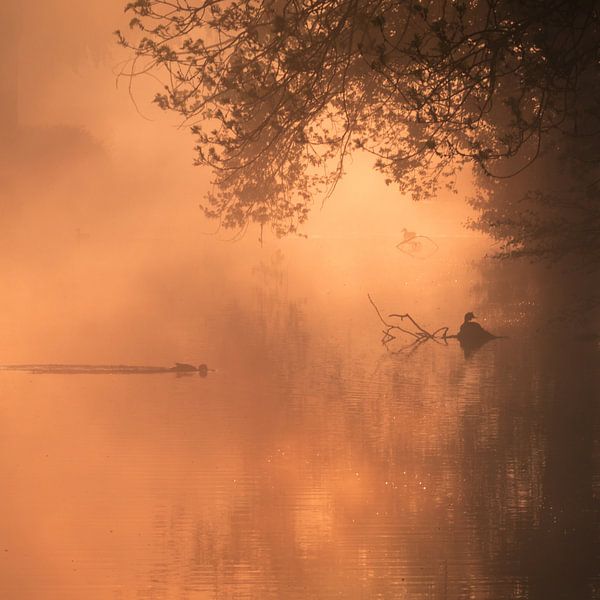 morning glore 2 by Bart Hardorff